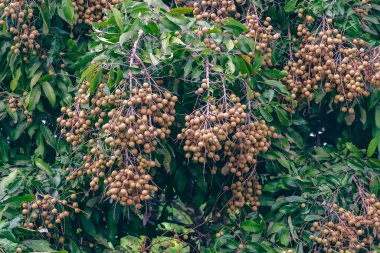 Bahçedeki Longan ağaçlarında bir sürü genç meyve açıyor.