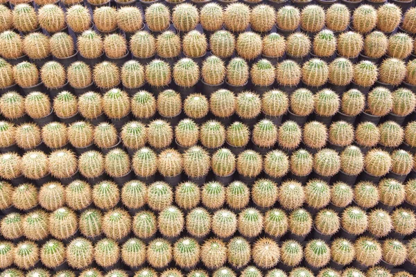 Rzędy Wielu Małych Złotych Baryłek Grupy Kaktusów Echinocactus Grusonii Dekoracyjnym — Zdjęcie stockowe