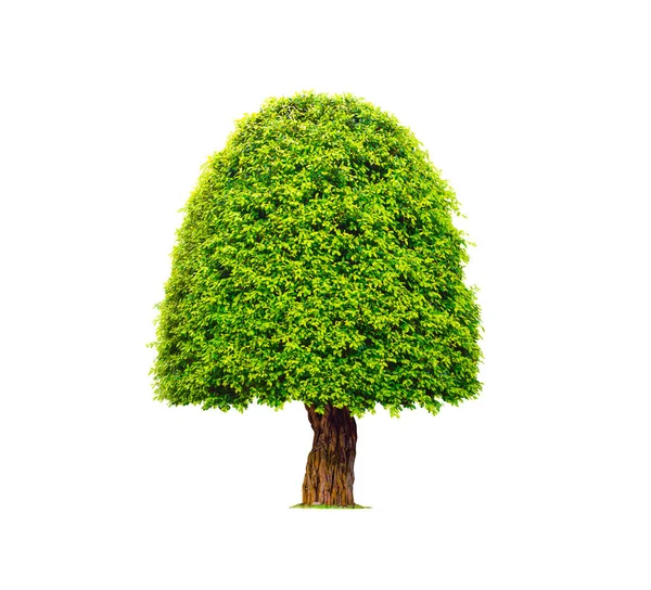 Grande Árvore Dossel Topiário Isolado Fundo Branco Com Caminho Clipping — Fotografia de Stock