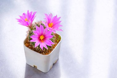 Mammillaria Schumannii kaktüsünün güzel pembe çiçekleri beyaz masadaki saksıda çiçek açıyor.