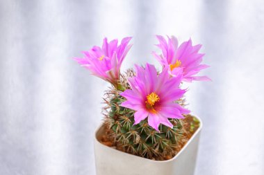 Mammillaria Schumannii kaktüsünün güzel pembe çiçekleri beyaz masadaki saksıda çiçek açıyor.
