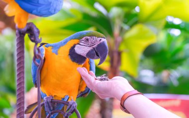 Hayvanat bahçesinde mavi ve sarı papağanları besleyen kadın turist ellerini kapatın.