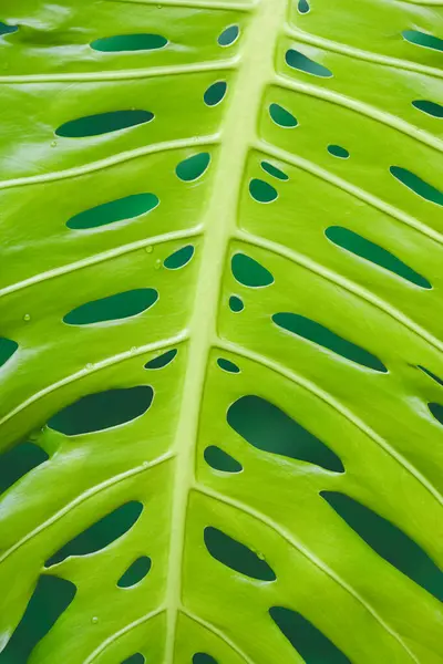 Midrib and leaf veins with many holes of growing young giant monstera leaf background in vertical frame