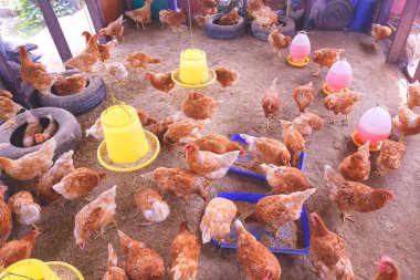 Kır çiftliğindeki tavuk kümesinin içinde besin ve su dolu plastik kovalarla beslenen tavuk sürüsü, yüksek açı manzaralı.