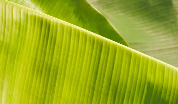 Background and texture of green Banana Leaves with sunlight on surface, natural Foliage Background concept
