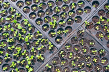 Birçok bahçıvanlık fidanının yüzeyindeki güneş ışığı siyah plastik fidanlık tepsilerinde yetişiyor, fotokopi alanı olan üst manzara.