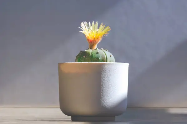 Astrophytum Asterias Kabuto Cacto Com Flor Amarela Está Florescendo Vaso Fotos De Bancos De Imagens Sem Royalties