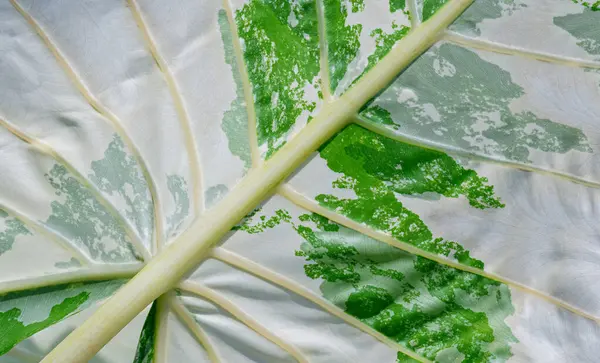 Variegated Alocasia Macrorrhiza Yaprak arkaplanının ön yüzeyinde yaprak damarı olan soyut renk deseni, kopyalama alanı ile kapat