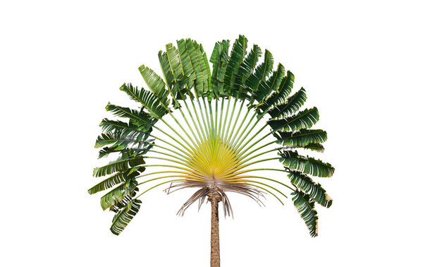 Beautiful Travelers palm tree (Ravenala madagascariensis) isolated on white background with clipping path
