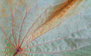 Beautiful autumn leaf background of silver green Bauhinia aureifolia leaf with fur and vein stripes texture, ventral side and close up shot clipart