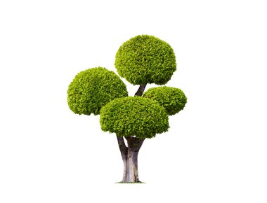 Büyük Bonsai Ağacı (Wrightia religiosa veya Moke Ağacı) Toplama Yolu ile Tophane bahçe tasarımı için izole edilmiş beyaz arkaplan