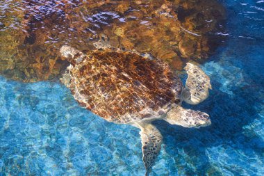 Big Olive Ridley turtle is swimming below the sea water surface in a large pond at the marine aquatic conservation center, high angle view with copy space clipart