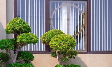 Two Wrightia religiosa bonsai trees in front of glass window on beige cement wall of modern house clipart
