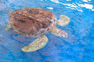 Büyük Olive Ridley kaplumbağası deniz suyu yüzeyinin altında yüzüyor. Deniz suyu koruma merkezindeki geniş bir gölette, yüksek açılı manzaralı.