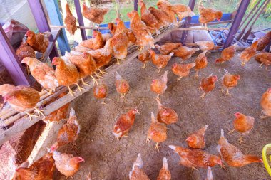 Arka bahçedeki tavuk kümesinin içindeki tavuk sürüsü, yüksek açı manzaralı. 