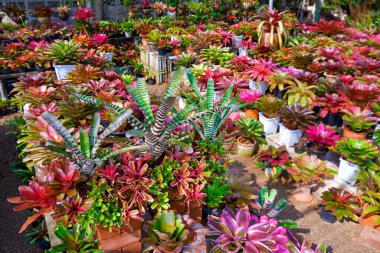 Güzel Aechmea Kraliçesi ve mini Neo 'ya odaklan. Donger Bromeliad grubu süs bitkisi dükkanında birçok çeşit renkli bromeliad bitkisini bulanıklaştırdı