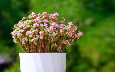 Değişken Fil Çalılığı, Minyatür Yeşim Bitkisi, Beyaz çiçek saksısında Afrika Purslane ağacı Bulanık yeşil arkaplan