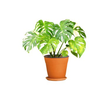 Monstera Thai Takımyıldızı bitkisi kil saksıda izole edilmiş beyaz arka planda kırpma yolu ile