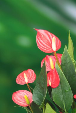 Cüce kırmızı Anthurium andreanum bitkisi (Hollanda türleri) ya da flamingo çiçekleri botanik bahçesinde bulanık yeşil yapraklar üzerinde yeşil yapraklarla çiçek açmaktadır