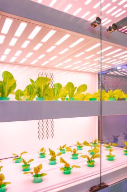 Salata Yetiştirme Salatası Sebzeleri ve Hidrofonik Sistemli ve elektrik dolabından yapay güneş ışığı, konut, yan görüş ve dikey çerçeve içerisinde tarım icadı fikri