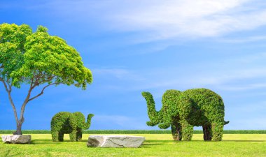 Baba ve oğulda süs ağacı. Fil, mavi gökyüzü arkaplanına karşı tropikal park süsleme bahçesinde yeşil çimlerde büyük bir kaya ile şekillendirilmiş.