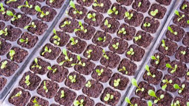 Birçok bahçıvanlık fideleri siyah plastik fidanlıklarda yetişiyor, tarım hidrofonik sebzeler arka planda yetiştiriliyor. 