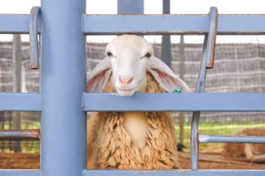 Hayvancılık çiftliğinde çelik ahırın içinde duran bir koyun kameraya bakıyor, tapılası hayvan portresi.