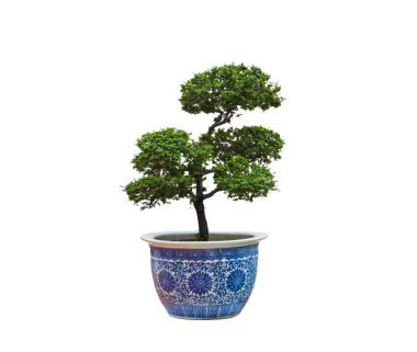 Japon Bonsai ağacı seramik saksıda yetişiyor. Şeffaf arkaplanda izole edilmiş, png dosyası.