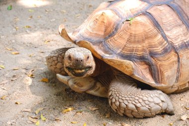 Funny animal portrait, Big Sulcata tortoise looking at camera while crawling on the ground in a pond at zoo, the black patch on its mouth making look like it's smiling.  clipart