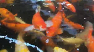 Renkli bir koi balığı sürüsü gölette yüzüyor..