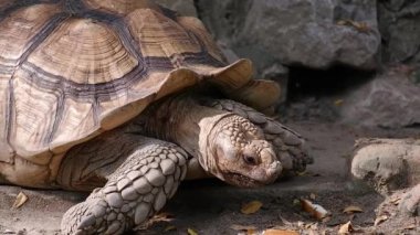 Bir Sulcata kaplumbağası hayvanat bahçesindeki bir havuzda bir turistten ekmek yiyor. Yakın çekim