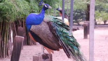 Hint tavus kuşu, hayvanat bahçesinde büyük bir kafeste, kütüğün üzerinde renkli tüyler sergiliyor.