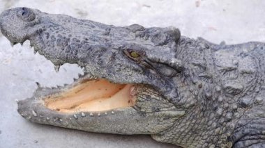 Hayvanat bahçesindeki gölette güneşlenirken büyük bir timsah ağzını açıyor. Yakın çekim.