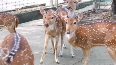 Benekli Geyik grubu hayvanat bahçesinde turistlerden yemek yiyor.
