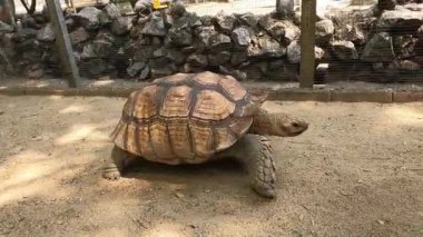 Hayvanat bahçesinde büyük bir Sulcata kaplumbağası yürüyor..