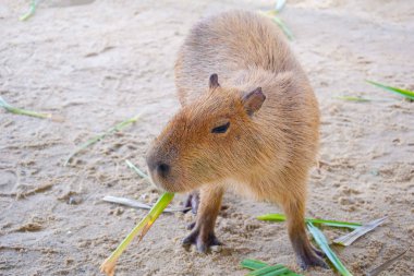 Capybara hayvanat bahçesinde çimen yiyor.