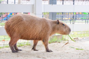 Capybara hayvanat bahçesinde çimen yiyor.