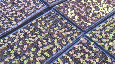 Kırmızı meşe tohumları fidanlık tepsilerinde yetişiyor, tarım hidrofonik sebzeler ekiliyor. 