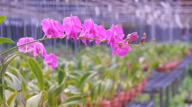 Pembe orkide çiçeklerine odaklanın. Bulanık sera alanı arka planı, süslemeli tropik bitki örtüsü.. 