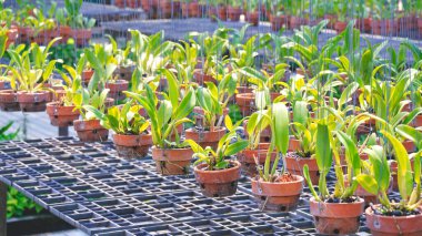 Sera bölgesindeki saksılarda sallanan sığır yetiştiricileri. Süslü tropikal orkide çiftliği geçmişi. perspektif yan görünümü