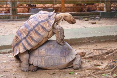 İki Afrika mahmuzlu kaplumbağası hayvanat bahçesinin etrafındaki muhafazada çiftleşiyorlar.