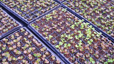 Kırmızı ve yeşil meşe fidanları fidanlıklarda yetişiyor, tarımsal hidrofonik sebzeler yetiştiriliyor.