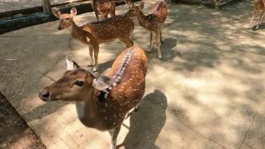 Bir grup dişi geyik hayvanat bahçesindeki kafeste turistten besleniyor.