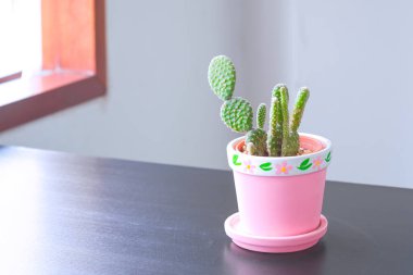 Küçük yeşil kaktüs (Opuntia microdasys) pastel pembe terracotta saksısında, pencerenin yanındaki ahşap masada ve beyaz duvar zemininde, kopya alanı ile kapatın.