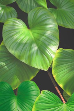 Heart shaped green leaves are growing on dark natural background with sunlight and shadow on surface, directly above view and vertical frame clipart