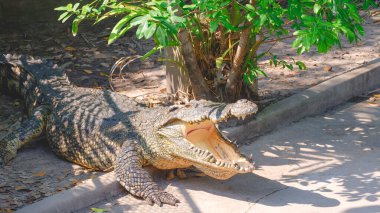 Büyük timsah, hayvanat bahçesindeki bir gölde yerde güneşlenirken ağzını açıyor.