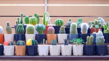 Rows of many various Cactus plants are growing on wooden shelf steps in home gardening area, front view  clipart