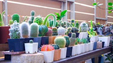 Kaktüs bitkilerinden oluşan bir grup, ev bahçesinin merdivenlerinde, perspektif manzaralı ahşap raflarda yetişiyor.