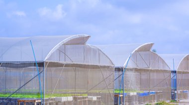 Hidroponik sistemde yetişen salata sebzeleri mavi gökyüzü arka planına karşı sera çadırları içinde, kopyalama alanı ile yan görünüm