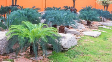Cycas Cairnsiana grubu halk parkındaki tropikal bahçede yeşil çimlerde taş ve kayalarla